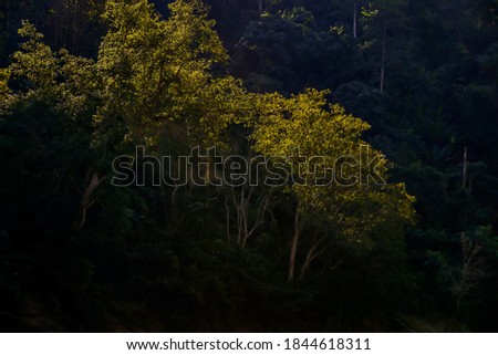 forest at night, beautiful photo digital picture