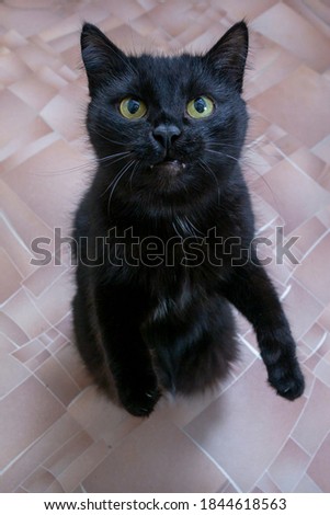 black cat is waiting for a treat from the owner