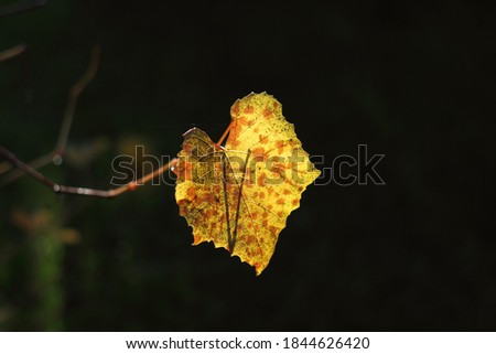 Single, yellowed grape leaves on a dark background