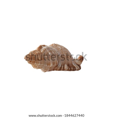Seashell isolated on white background. Shell for design.
