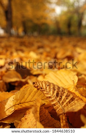 yellow fallen leaf carpet in the park