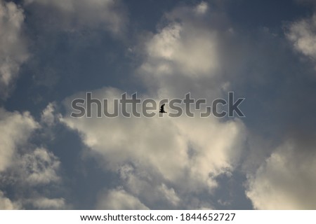 Bird on a background of blue sky with white clouds.