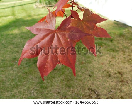 a close up picture of red maple leaves