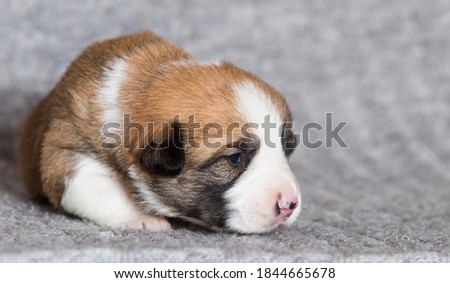 cute newborn puppy, welsh corgi pembroke breed