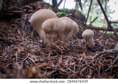 mushroom in the forest with yellow autumn background