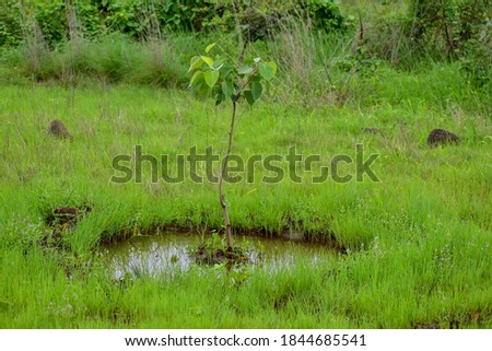 a picture depicting tree plantation at nagpur, maharashtra, india