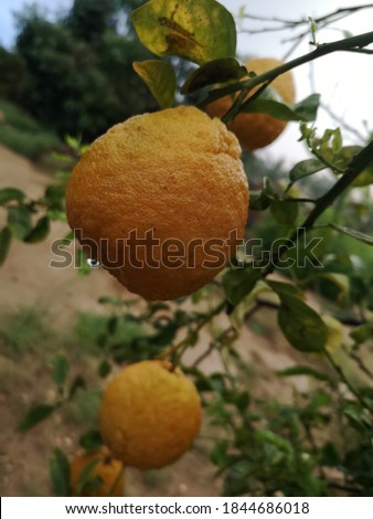 Beautiful pictures of orange fruit with dew drops
