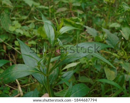 Paniculata Herbs for the flu