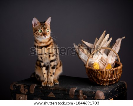 Portrait of a Bengal Cat with an old Suitcase and corn cobs