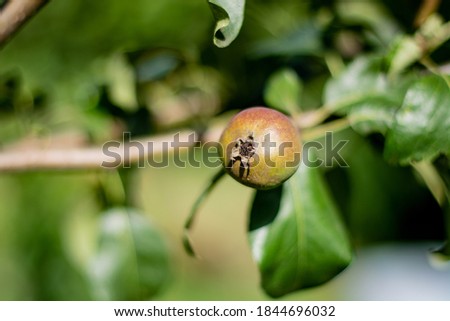 Green apples on an apple tree branch in garden. Photo of young green apples, fruits on the branches of apple trees. Stages of apple fruit development. Immature fruit growing in the garden trees.
