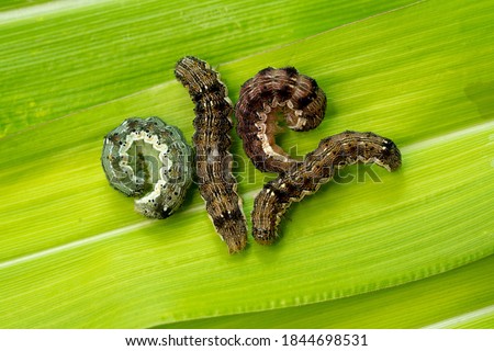 The cotton bollworm, corn earworm, or Old World (African) bollworm (Helicoverpa armigera) Royalty-Free Stock Photo #1844698531
