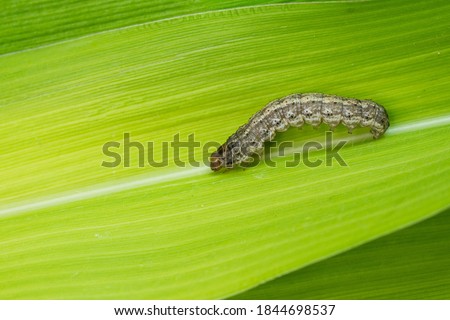 The cotton bollworm, corn earworm, or Old World (African) bollworm (Helicoverpa armigera) Royalty-Free Stock Photo #1844698537