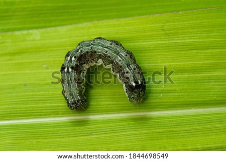 The cotton bollworm, corn earworm, or Old World (African) bollworm (Helicoverpa armigera) Royalty-Free Stock Photo #1844698549