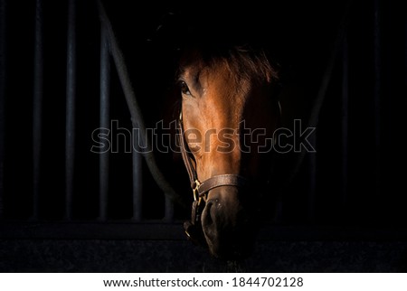 Horse portrait on dark background inside stable Royalty-Free Stock Photo #1844702128