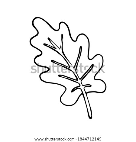 Cute oak leaf design element. Сoncept nature. Hand drawn vector illustration in doodle style outline drawing isolated on white background.
