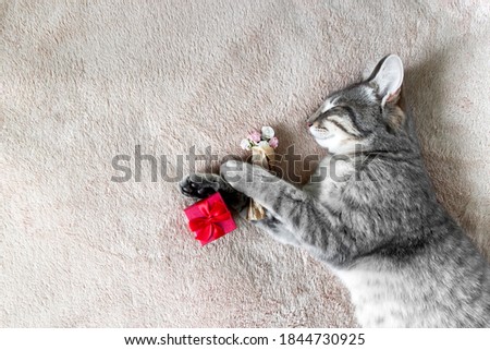 a gray cat is lying on a beige blanket, in its paws the cat is holding a gift with a red bow and flowers. the cat is smiling