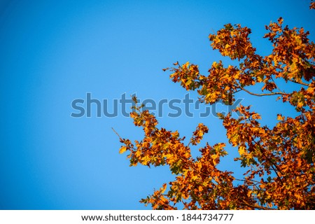 Tree  tops lit up by the setting autumnal evening sun with a blue background