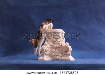 Spoted kitten running away from white plaster architecture ornament on blue background in studio indoors