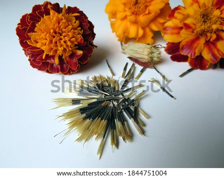 Marigold (lat. Tagetes) flowers and seeds on a white background