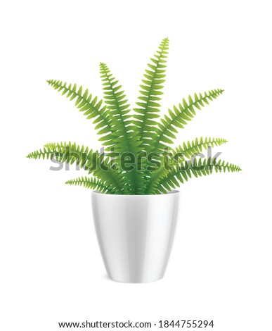 House plants in pot realistic composition with growing plant with exotic green leaves on blank background vector illustration