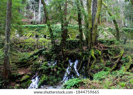 Image showing the beauty of nature forests and rivers