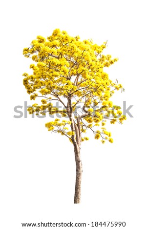 yellow autumn tree isolated on white background