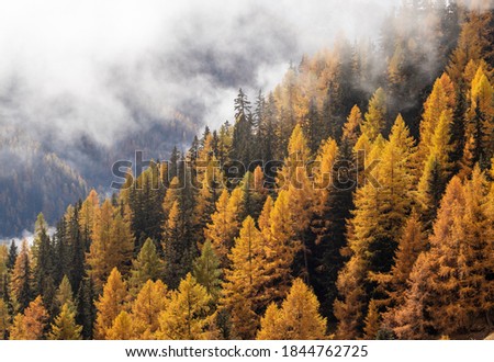 Orange Autumn Larch trees forest with fog above. Autumn or Fall forest background. Royalty-Free Stock Photo #1844762725