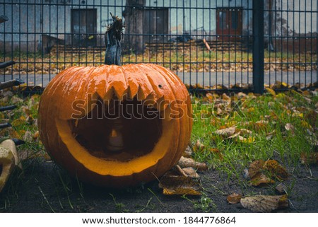 at Helloween there is a pumpkin in the garden