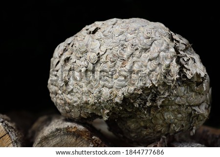 An abandoned gray wasp's nest with structures stands on wooden logs against a dark background