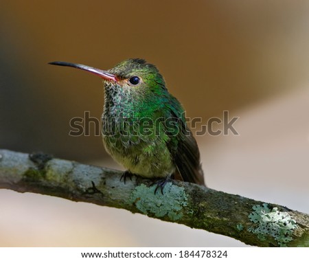 Hummingbird, possibly a rufous-tailed hummingbird. Photo taken in Boquete, western Panama, Central America. 