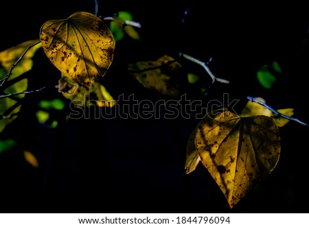 Autumn leaves in deep October shadow