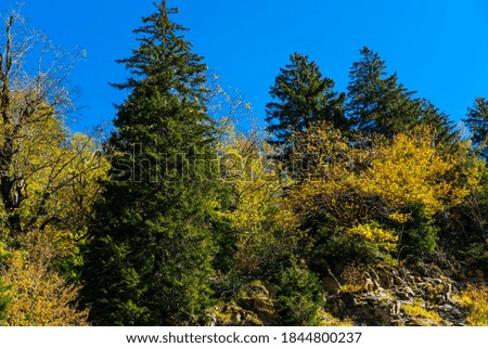 Autumn colorful forest in the mountains