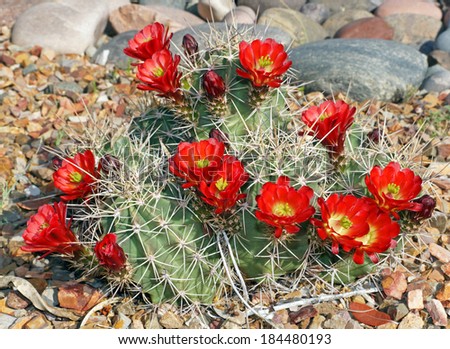 The claret-cup cactus, also called the strawberry cactus, blooms in the rock garden in the Arizona springtime. Royalty-Free Stock Photo #184480193