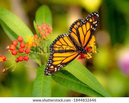 Spectacular Monarch butterfly sitting in a colourful garden. Royalty-Free Stock Photo #1844832646
