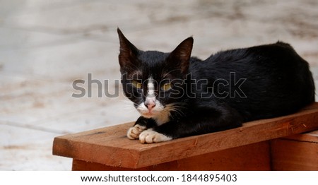 Black and white cat resting on the board of the wood