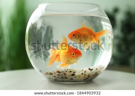 Beautiful bright small goldfishes in round glass aquarium on table indoors