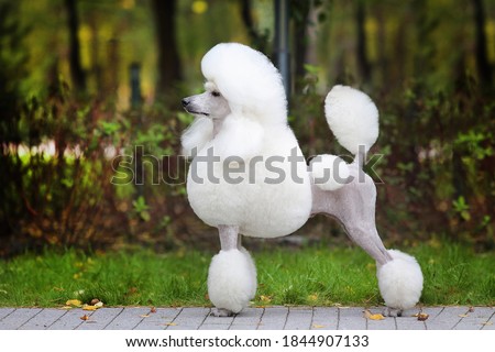 
big white poodle stands on the path in the park. exterior Royalty-Free Stock Photo #1844907133