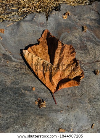 Close up picture of brown big leaf on rock. A background texture