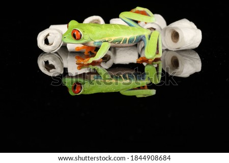 Red eyed tree frog with a stockpile of toilet rolls