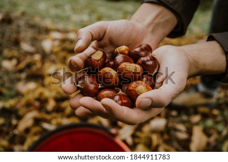 chestnuts. chestnut harvest. Autumn color Royalty-Free Stock Photo #1844911783