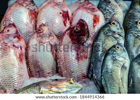 Oreochromis niloticus Or Mango Fish. Nile tilapia Fresh red fish display seafood top view