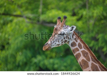 Portrait of young tall African giraffe with long neck green forest background with copy space for text, closeup, details