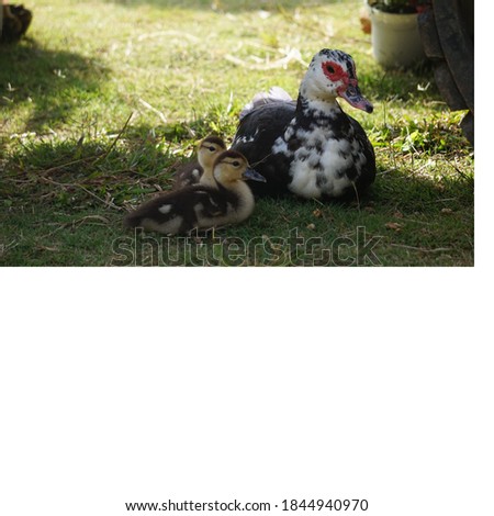 Pictures of mother ducks and baby ducks