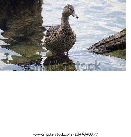 Pictures of mother ducks and baby ducks