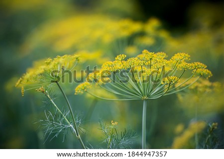 Fresh dill (Anethum graveolens) growing on the vegetable bed. Annual herb, family Apiaceae.  Growing fresh herbs. Green plants in the garden, ecological agriculture for producing  healthy food concept Royalty-Free Stock Photo #1844947357
