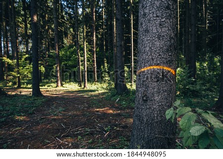 Marking a tree trunk in the forest with paint for felling - forester work - nature conservation