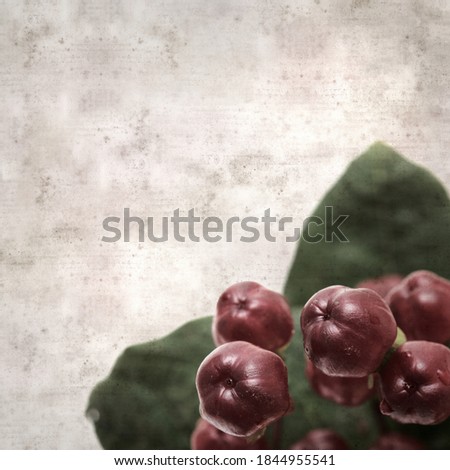 stylish textured old paper background with dark shiny Hypericum St. John's wort berries
