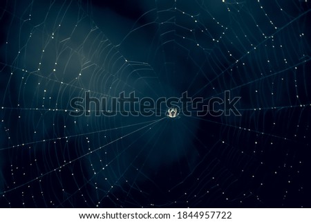 Blur of spider in the darks.