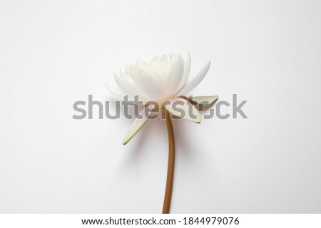 Beautiful blooming lotus flower on white background, top view Royalty-Free Stock Photo #1844979076