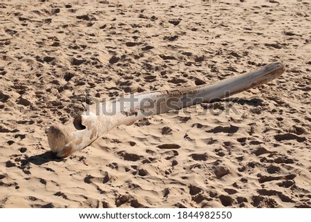 A humpback whale bone on beach sand. 